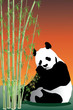 Oso panda comiendo