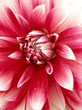 Flower bud