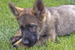 A dogs live - Schäferhund beim Knabbern