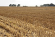 After Harvest - Abgeerntetes Feld
