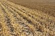 Shaved Field - Abgeerntetes Feld