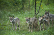 Wolfsrudel