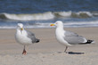 Moeve Möve Möven Moeven Strand