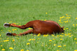 liegendes Pferd