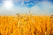 wheat field wheat field