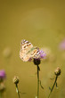 butterfly on a flower.
