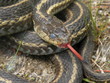Garter Snake Garter Snake