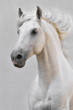 Foto: white horse stallion isolated on the gray background white horse stallion isolated on the gray background