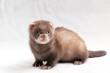 Frettchen Welpe / Ferret Kit
