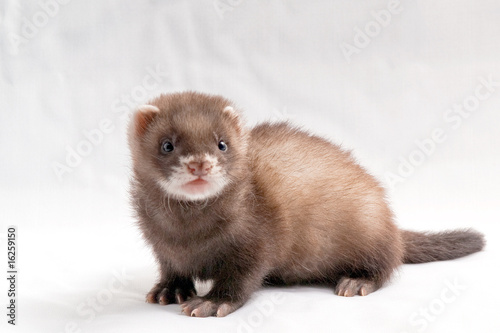 Photo: Frettchen Welpe / Ferret Kit Frettchen Welpe / Ferret Kit