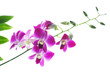 Branch of violet orchids isolated on white background