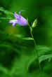 Canterbury bellflower (Campanula latifolia)
