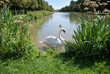 Schwan im Schlossgarten Oberschleißheim