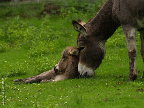 Photo: Müdes Eselfohlen mit Mutter Müdes Eselfohlen mit Mutter