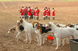 Foxhounds. Completion of 