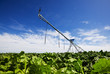 Photo: Irrigating turnips Irrigating turnips