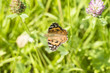 Oranger Schmetterling auf Wiese