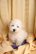 Pure Coton de Tuléar puppy