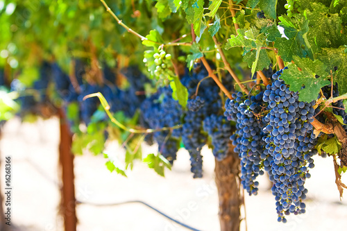 Foto: Red Wine Grapes Red Wine Grapes