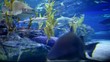 shark
