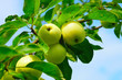 green apples