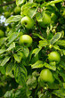 green apples