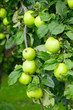 green apples