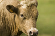 Vache croisée Charolaise et Limousine