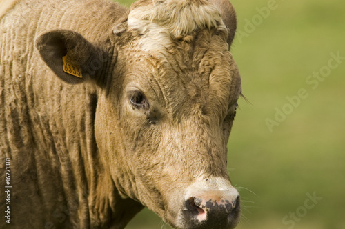 Vache croisée Charolaise et Limousine