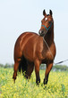 brown trakehner horse