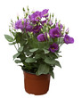 Lisianthus en pot
