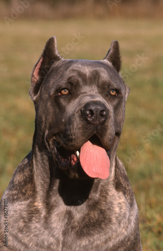 Photo: tete du cane corso adulte de face la langue pendante.essouflé tete du cane corso adulte de face la langue pendante.essouflé