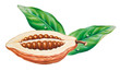Kakaofrucht