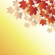 Fall leaves on orange background Fall leaves on orange background