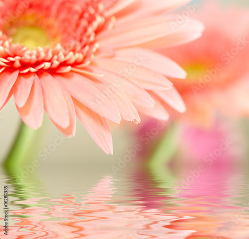 Pink daisy-gerbera with soft focus reflected in the water. Pink daisy-gerbera with soft focus reflected in the water.