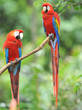 mating pair of scarlet macaws, costa rica mating pair of scarlet macaws, costa rica