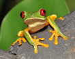 red eyed green tree frog curiously looking at camera red eyed green tree frog curiously looking at camera