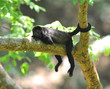female howler monkey holds tree with tail, costa rica female howler monkey holds tree with tail, costa rica