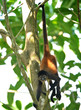 young male spider monkey hanging from tail young male spider monkey hanging from tail
