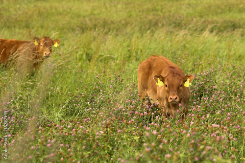 Photo: Biokälber auf Biowiese Biokälber auf Biowiese