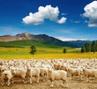 Herd of sheep