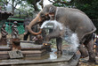 Eléphant