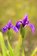 Iris Iris