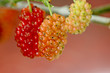 Mulberry, Delicious red fruit