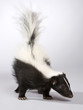 stinktier
