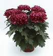 Chrysanthème grosses fleurs-pot