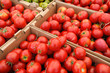Summer Tomatoes