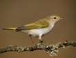 Foto: Mosquitero papialbo Mosquitero papialbo
