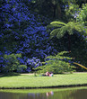 Kuss im Terra Nostra Park (Furnas, Sao Miguel)