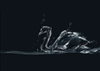Black Water Swan